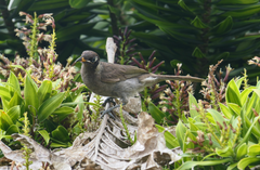 Bolemoreus frenatus