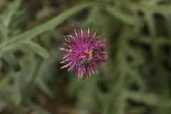 Halictus sexcinctus
