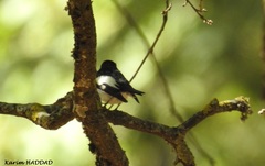 Ficedula speculigera