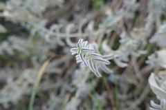 Mercurialis tomentosa