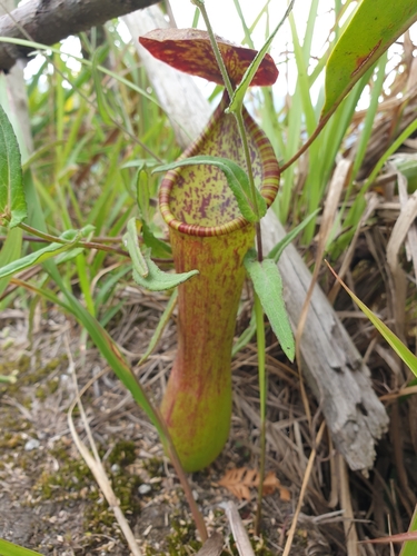 Nepenthes tboli Jebb & Cheek 3
