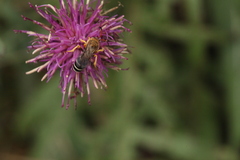 Halictus sexcinctus