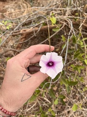 Ipomoea shirambensis