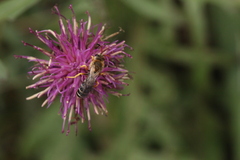 Halictus sexcinctus