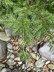 Taxus baccata