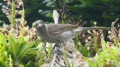 Bolemoreus frenatus