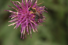 Halictus sexcinctus