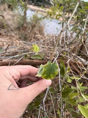 Ipomoea shirambensis