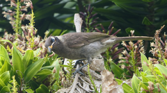 Bolemoreus frenatus