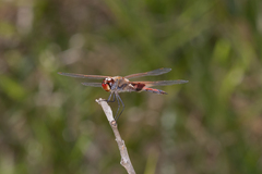 Tramea loewii