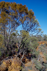 Allocasuarina campestris