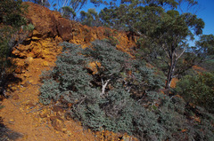 Melaleuca marginata