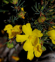 Hibbertia exasperata