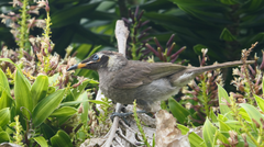 Bolemoreus frenatus