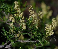 Trymalium daphnifolium