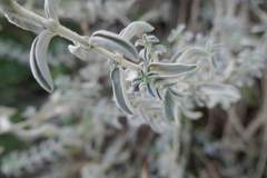 Mercurialis tomentosa