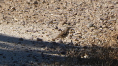 Lullula arborea