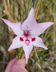 Gladiolus carneus