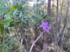 Boronia rivularis