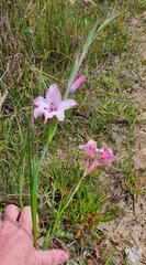 Gladiolus carneus