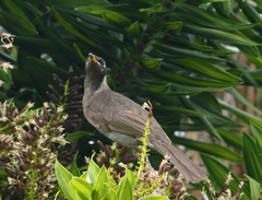 Bolemoreus frenatus