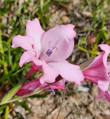 Gladiolus carneus