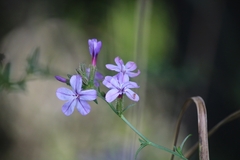 Plumbago europaea