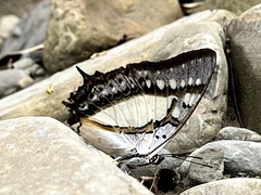 Polyura eudamippus formosana