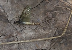 Ephemera danica