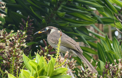 Bolemoreus frenatus