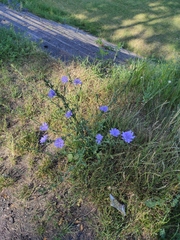Cichorium intybus