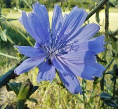 Cichorium intybus