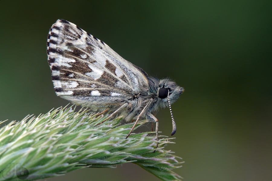Grizzled Skipper