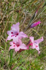 Gladiolus carneus