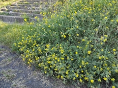 Fabaceae
