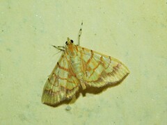 Cryptosara caritalis