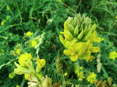Fabaceae