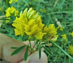 Fabaceae