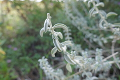 Mercurialis tomentosa