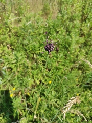 Allium