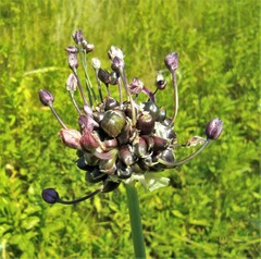 Allium