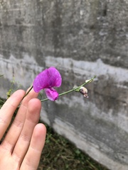 Lathyrus latifolius