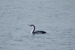 Phalacrocorax fuscescens