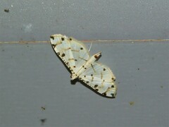 Pycnarmon
