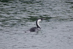Phalacrocorax fuscescens