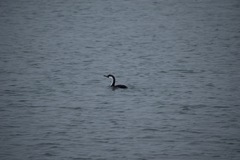 Phalacrocorax fuscescens