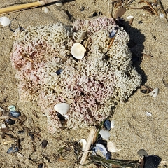 Muricidae