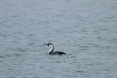 Phalacrocorax fuscescens