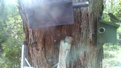 Cormobates leucophaea