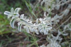 Mercurialis tomentosa